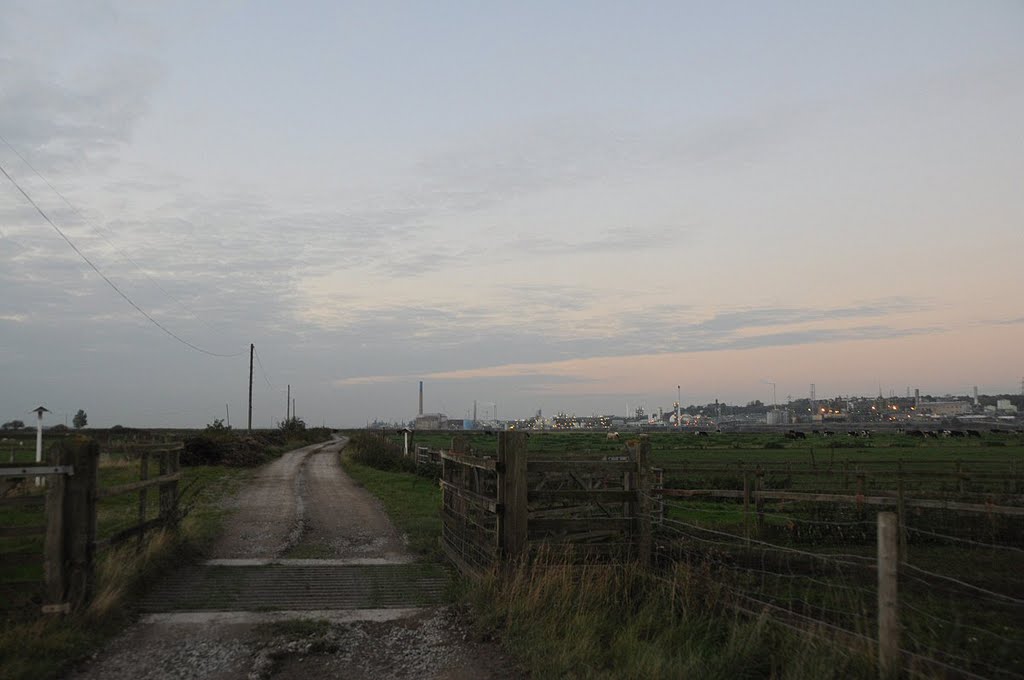 Cattle Grid by David Humphreys