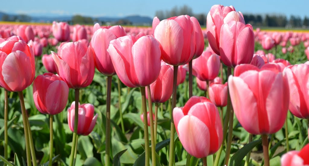 Tulip Festival by Shail Bhat