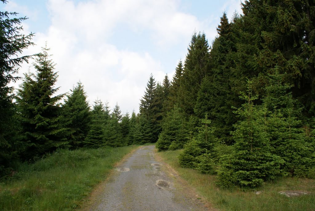 Auf dem Weg zum Ahrentsklint (Harz) by Atheistin