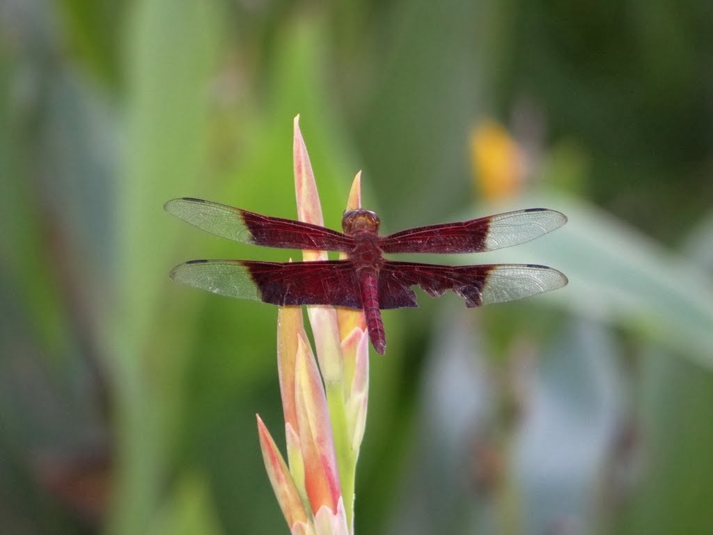 Chuồn Chuồn cánh đỏ - tên khoa học (Camacinia gigantea) by Nhựt Trịnh Minh