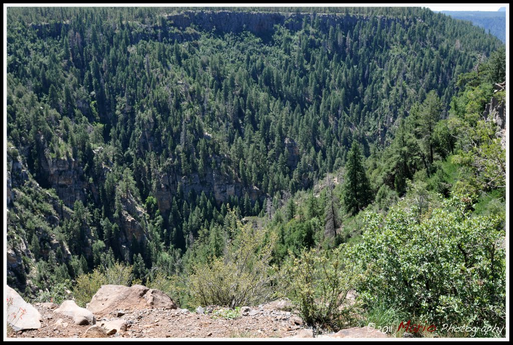 Coconino National Forest, Village of Oak Creek by mario.kaupe