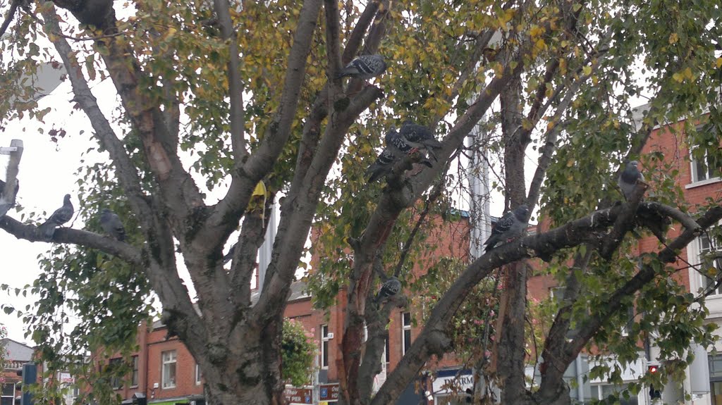 Pigeons in a tree "ive never seen this before" only walking on the ground by Noel Fagan