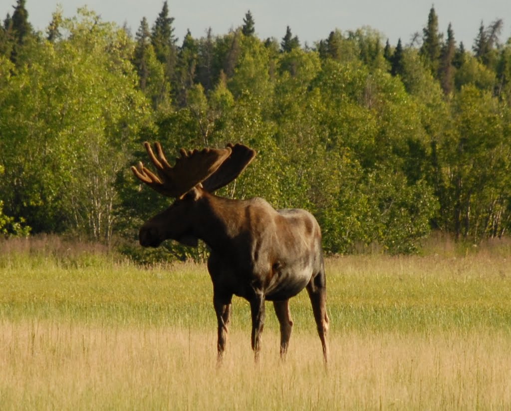 Massive moose by dwbuller