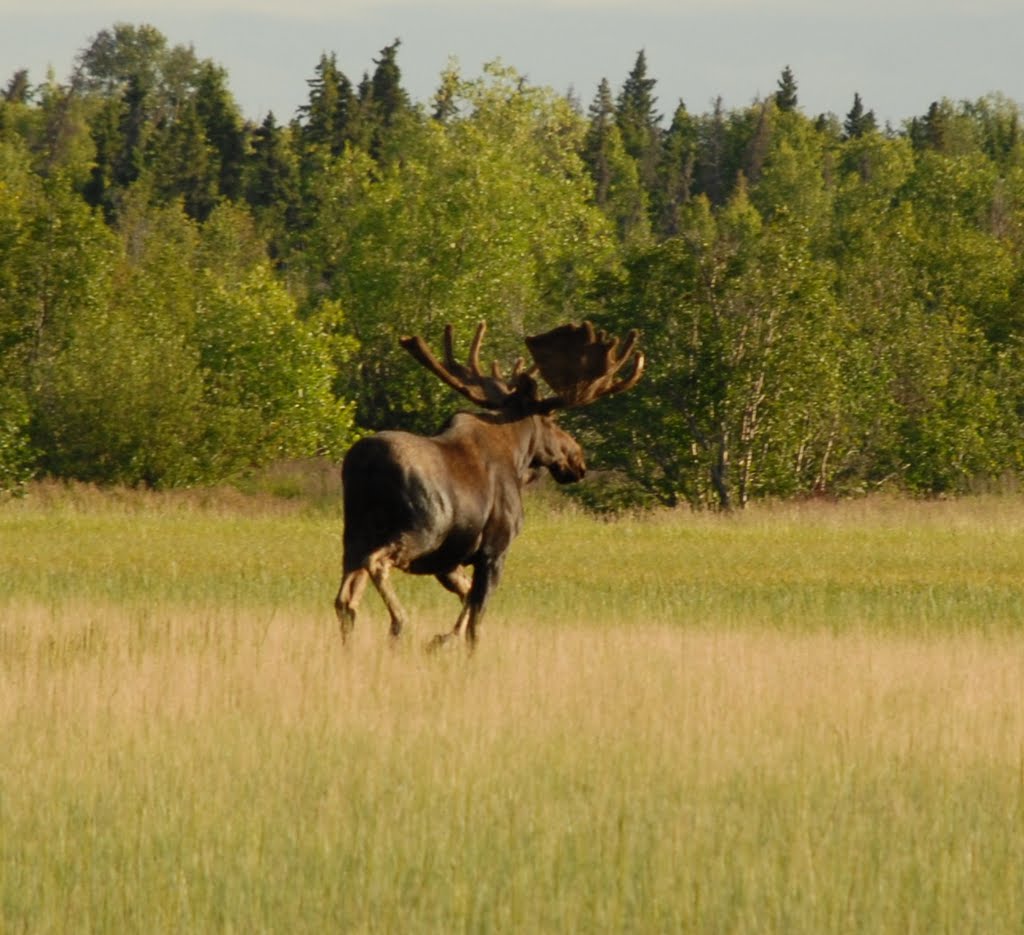 Moose near Big Indian Creek by dwbuller