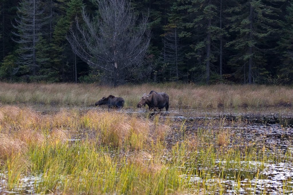 Moose, Female & Calf; Opeongo Road, Algonquin Provincial Park, Highway 60, Whitney, Ontario (Info on Page 1) by Jan van Oosthuizen (…