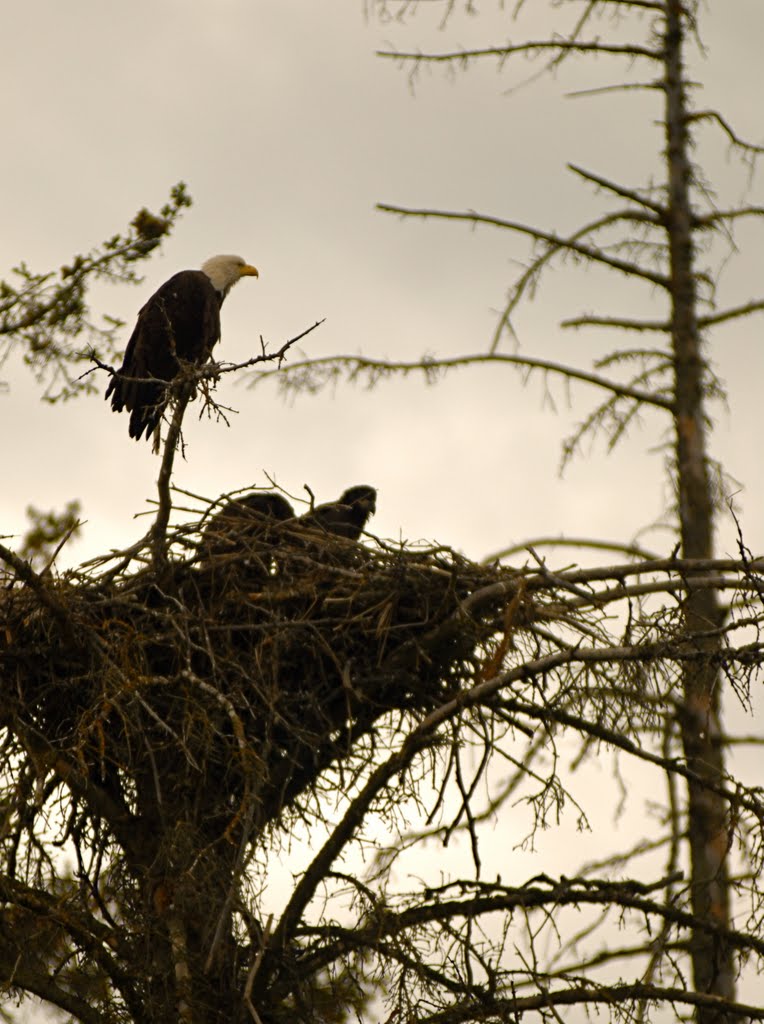 Bald Eagle in Homer by dwbuller