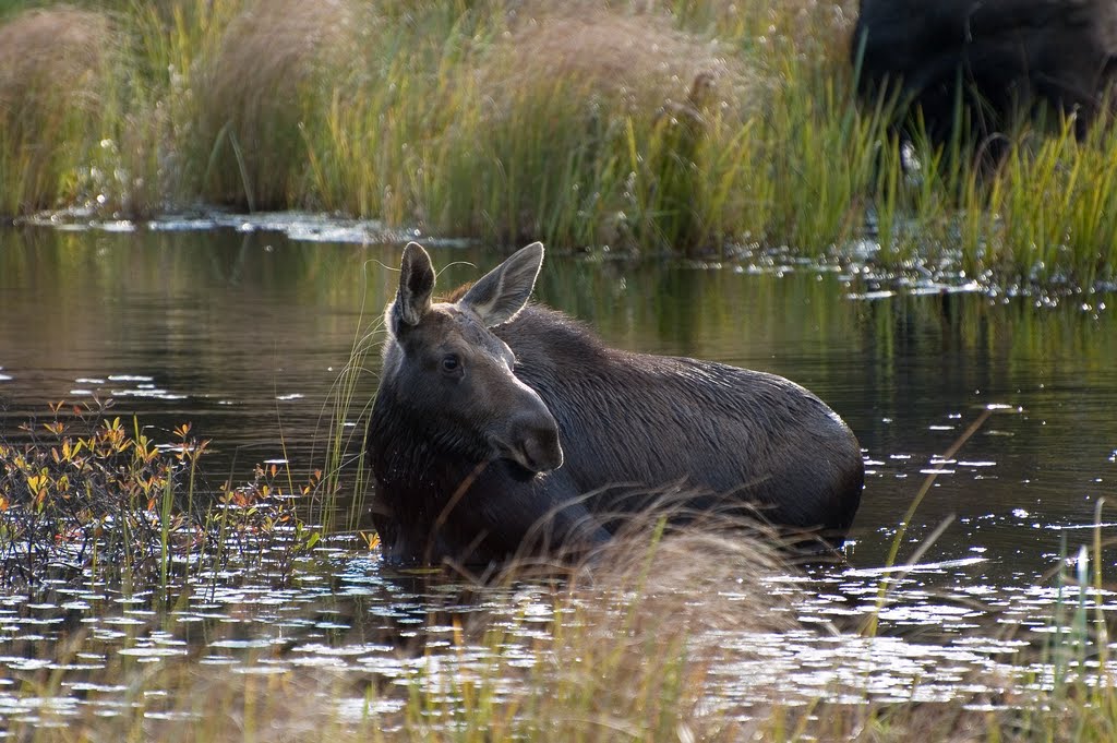 Moose, Calf; Opeongo Road, Algonquin Provincial Park, Highway 60, Whitney, Ontario (Info on Page 1) by Traveling-Crow