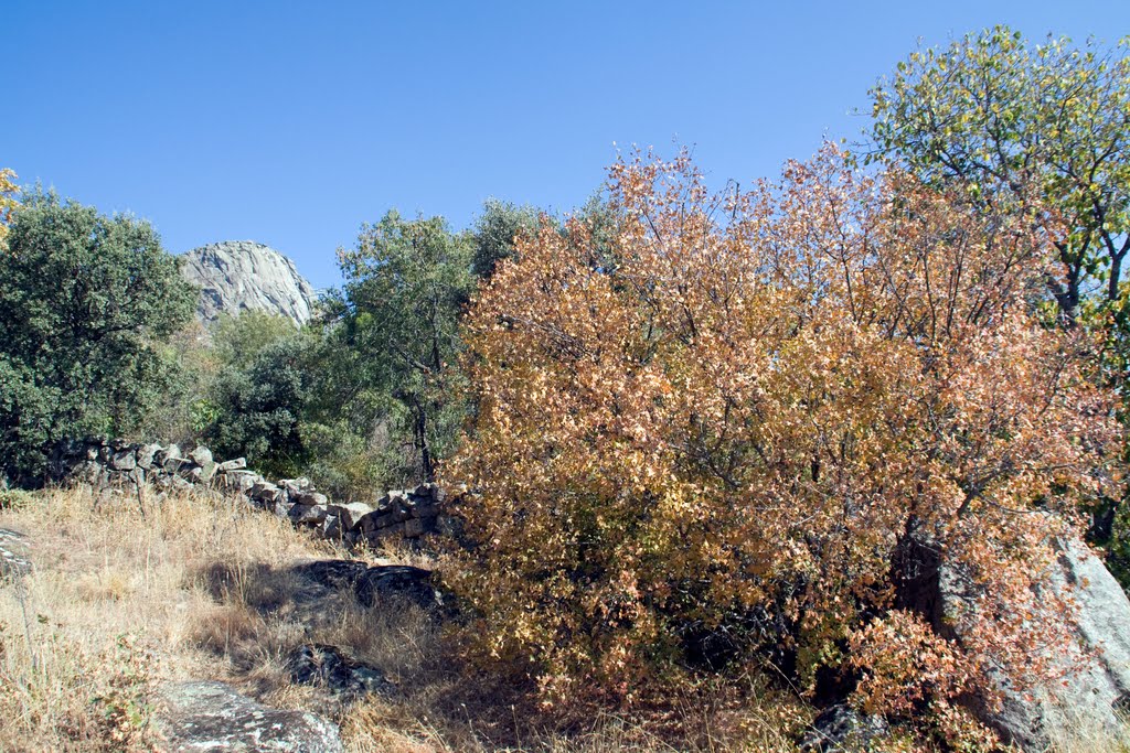 Un arce autóctono con el fondo del Pico de La Miel by ManoloLi