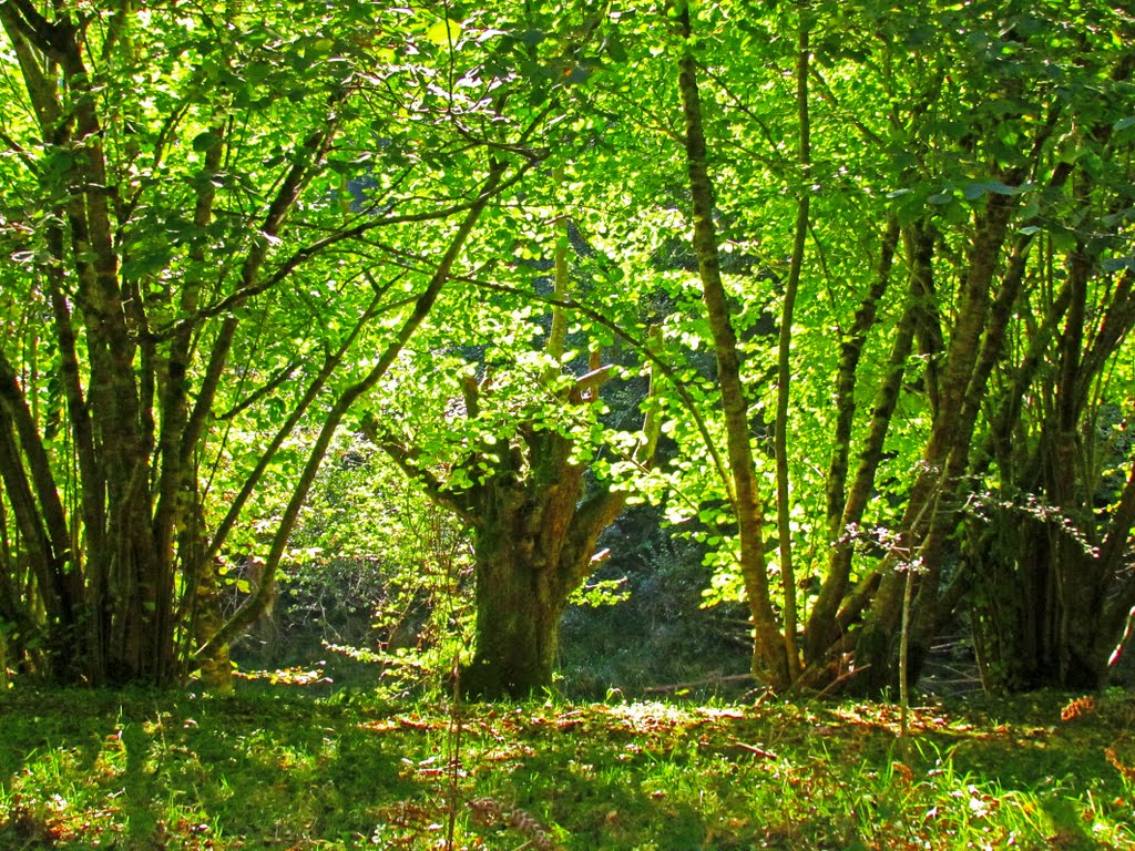 Cera de la Hoya San Vicente, Cangas de Onís. Principado de Asturias. by Valentin Enrique Fer…