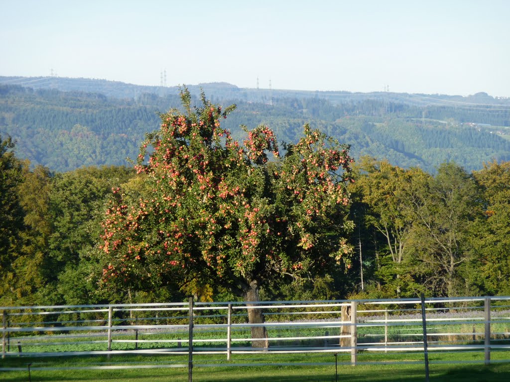 Reife Äpfell auf dem Looberg by bienenritter