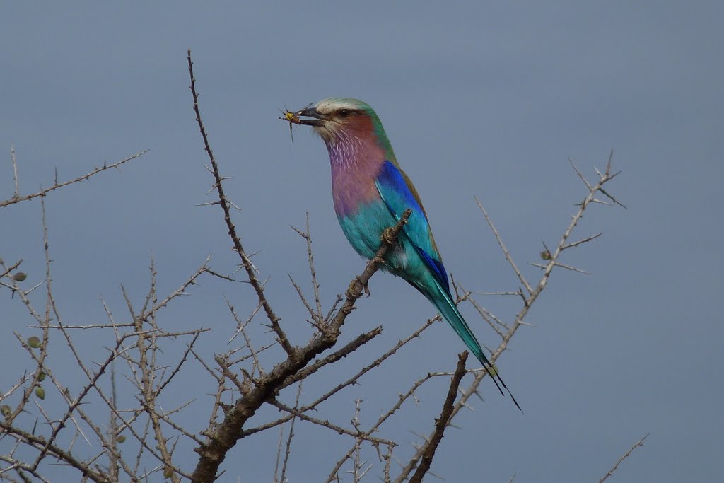 Tanzanie - Serengeti - Rollier à longs brins by PéPédugard