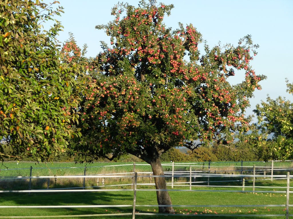 Apfelbaum auf dem Looberg by bienenritter