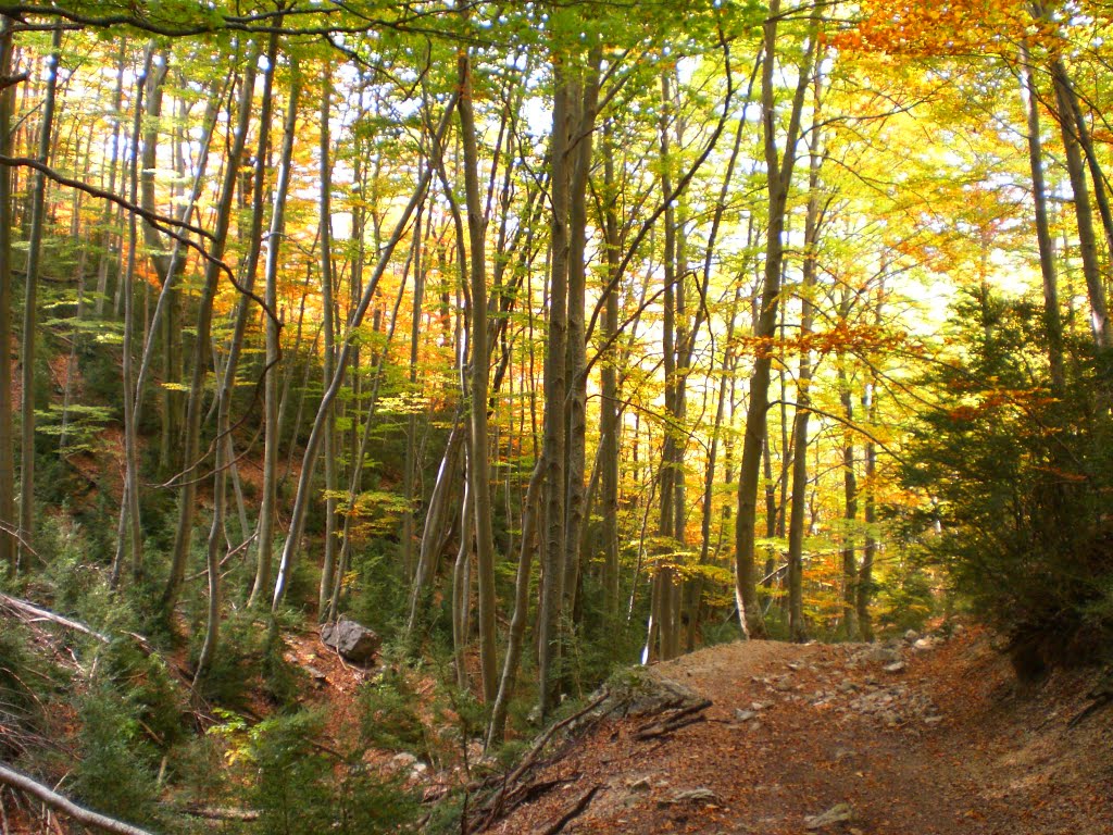 Camí de Cavalls del Vent entre Coll de Bauma i Gresolet (octubre 2011) by EliziR