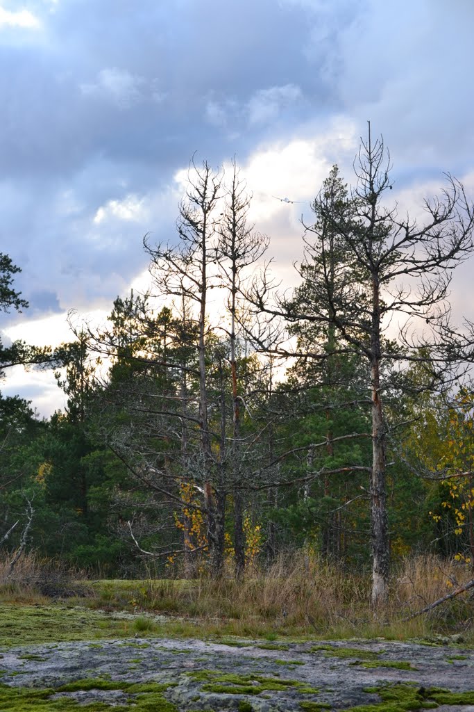 Rocky forest, Hagakärssbergen, Vantaa, 20111008 by RainoL