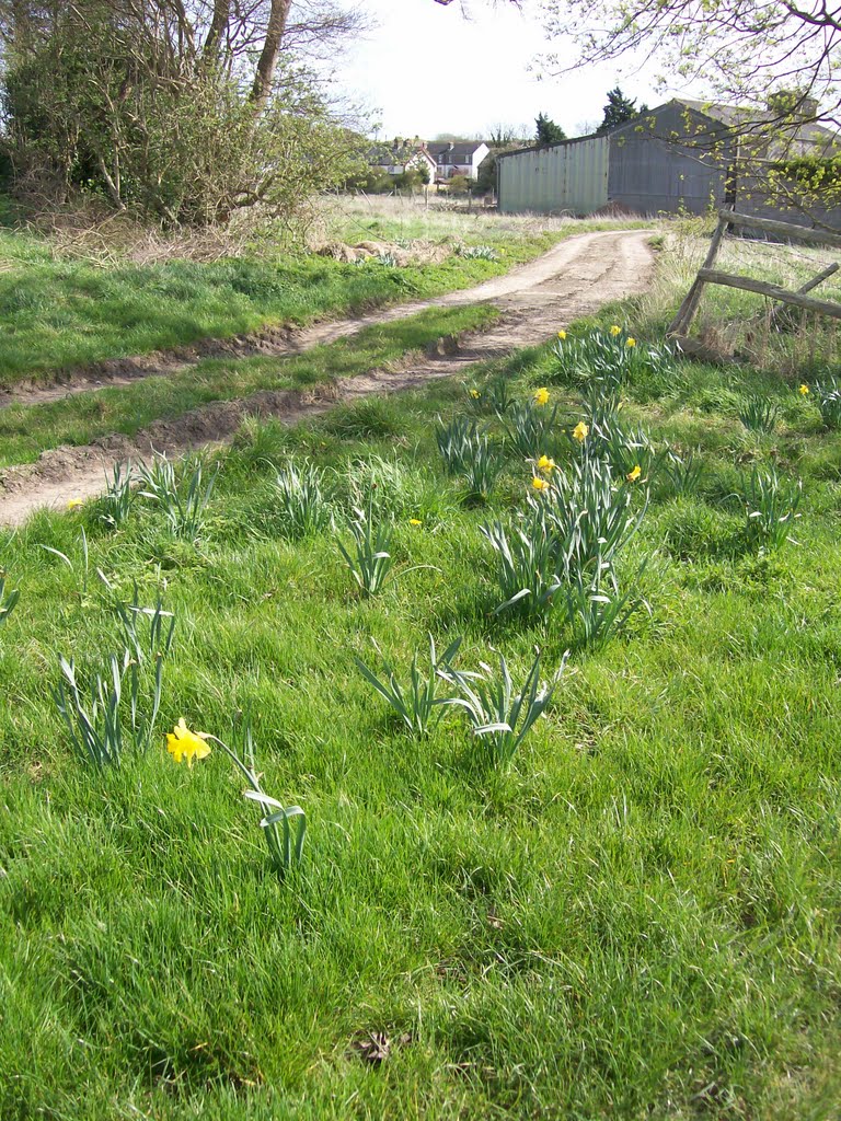 Daffodils on the green Adisham. by Roslyn Margaret.