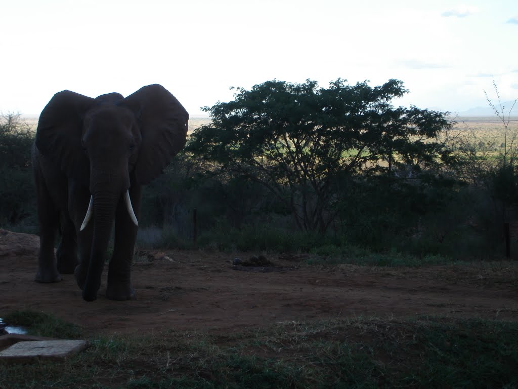 Make way! Big Daddy arrives by Kenyan Traveller