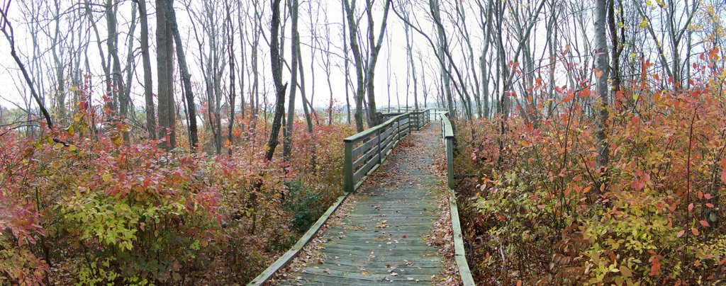 Board walk by MAL10587