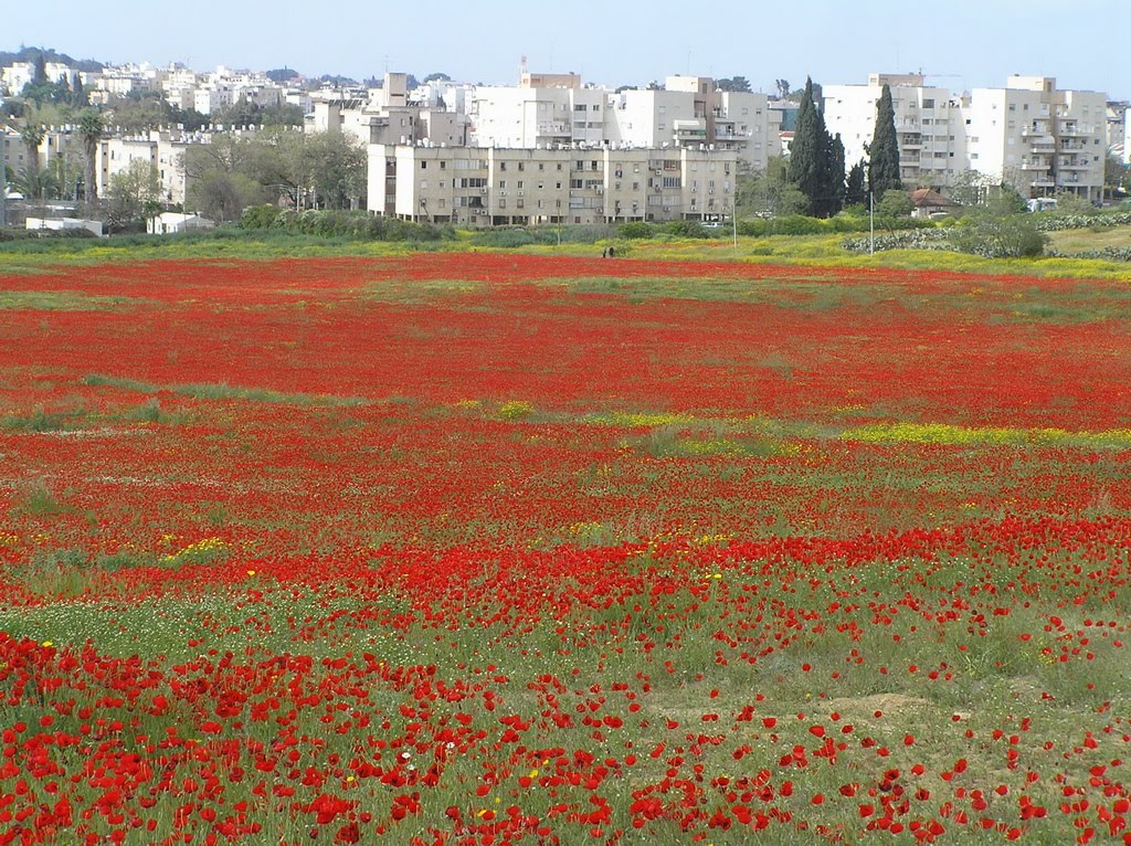 Poppy field, near Ness Tsiyona by Yoel Melamed