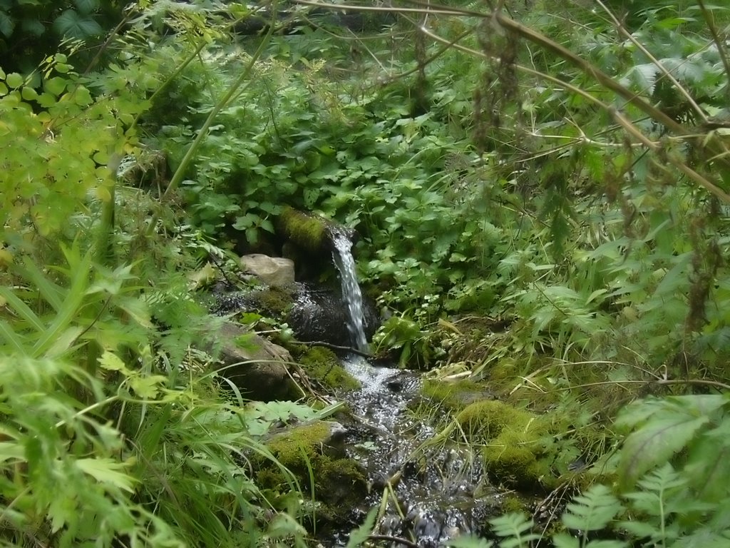 Лесной ручей (Forest creek) by Дмитрий Кривоспицкий