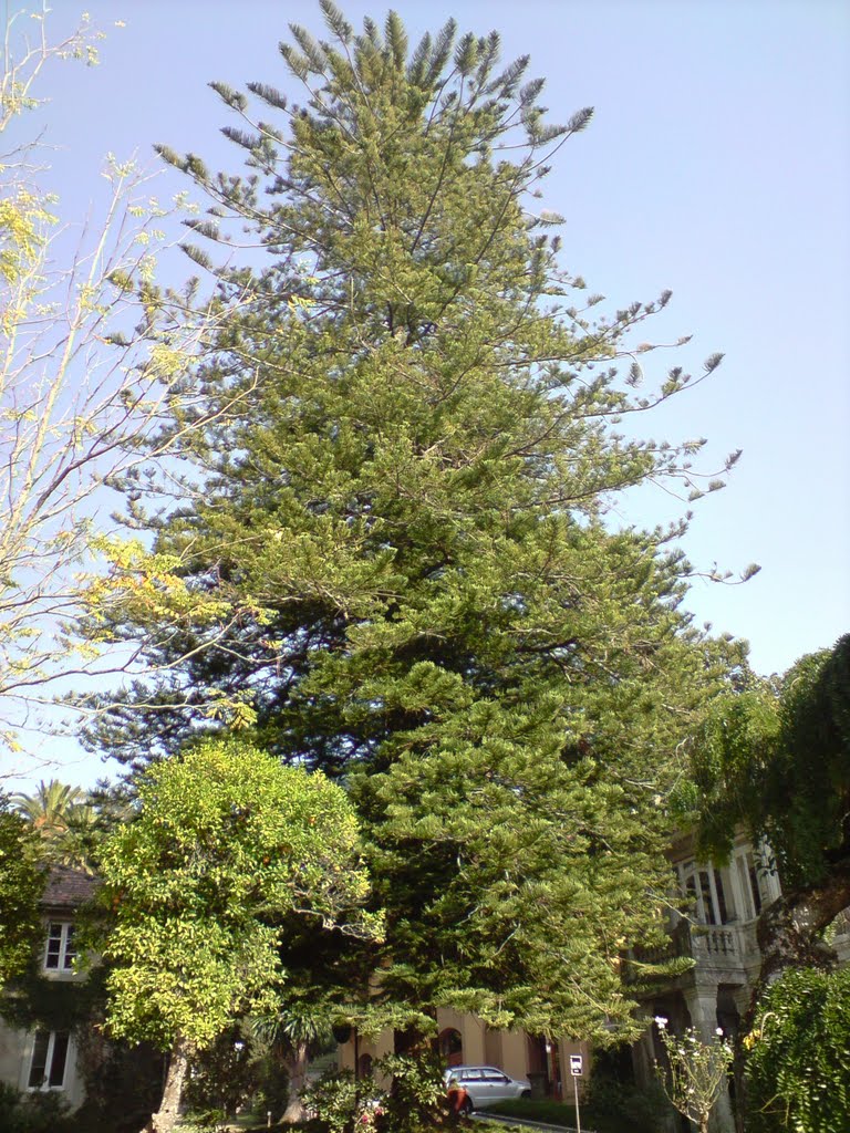 Araucaria excelsa by Pedro Garrido