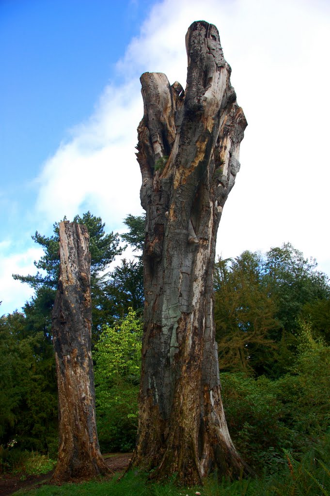 Lightning Tree, Wentworth Castle by Jim Lucas