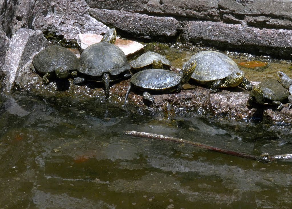 Turtles in Gymnasium. Butrint, Al. by Petr Bohm