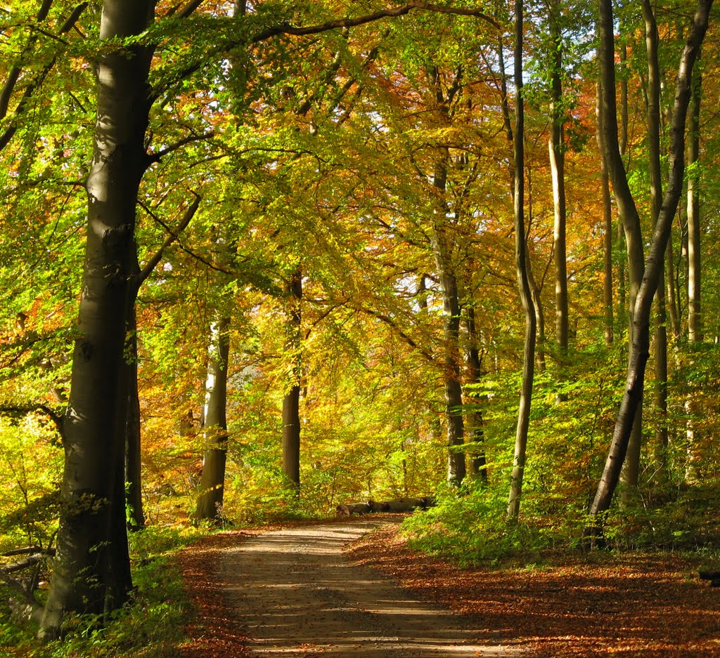 Path in the forest by Ingrid9