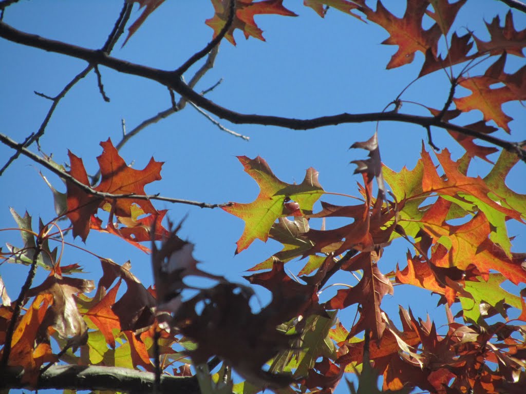 Fall colors by HUANG Xin