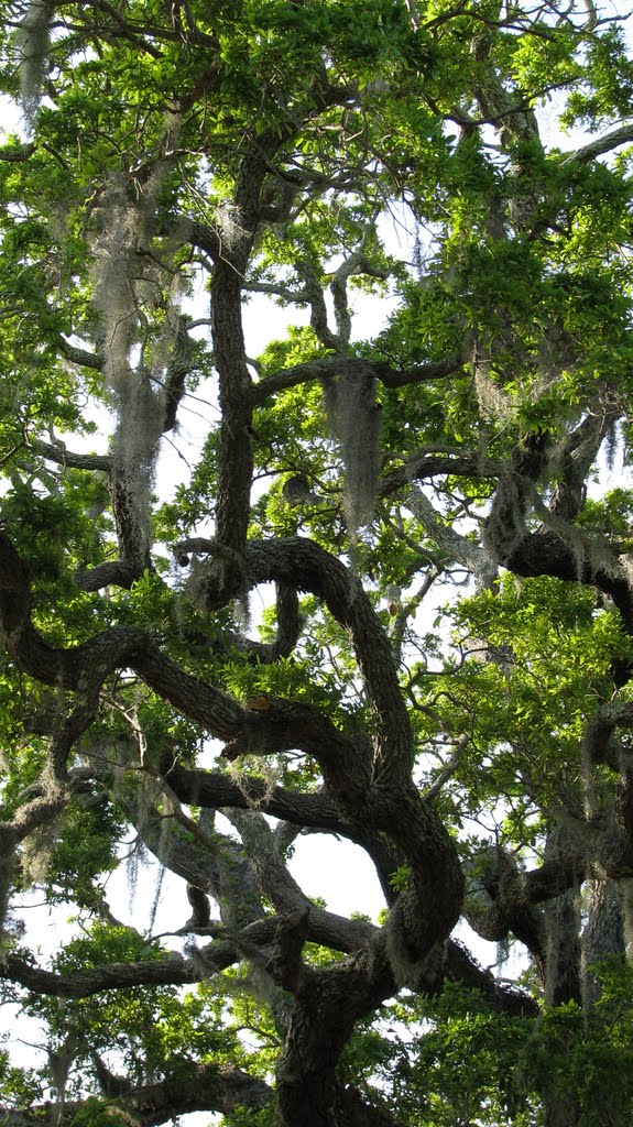 Live Oaks and Spanish Moss, Jekyll Island, Georgia by John Drew