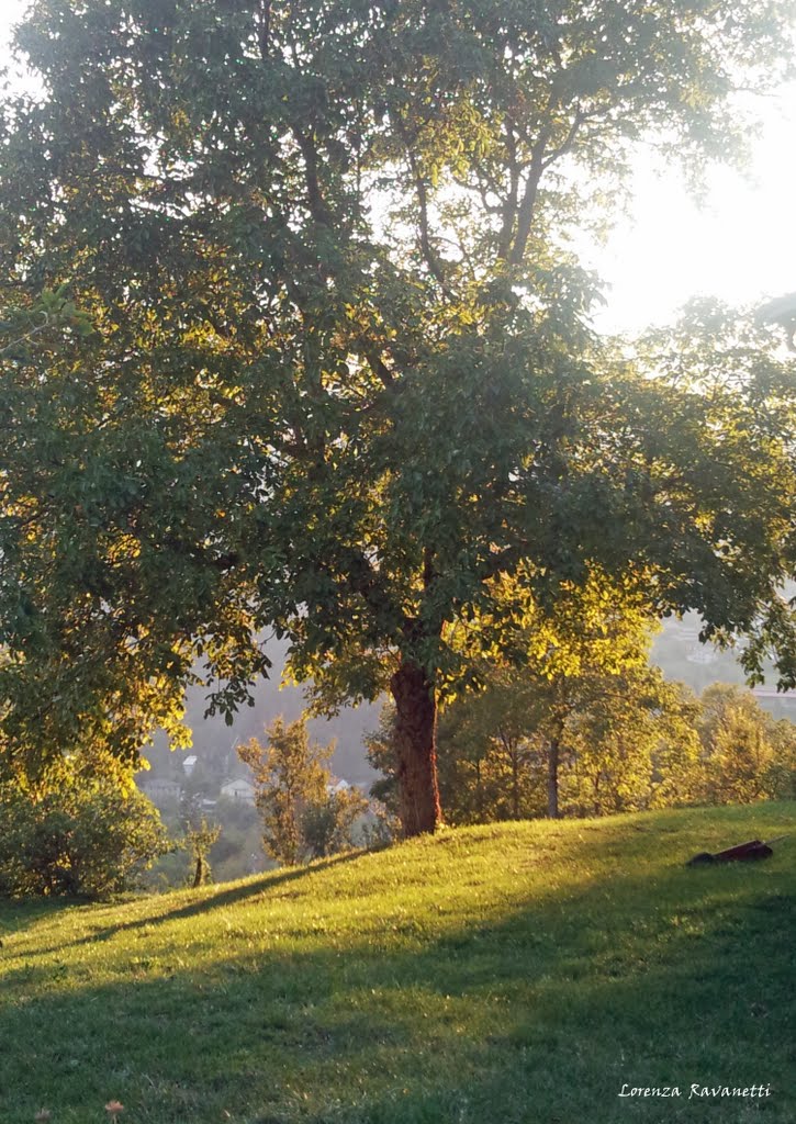 Quercia by Lorenza Ravanetti