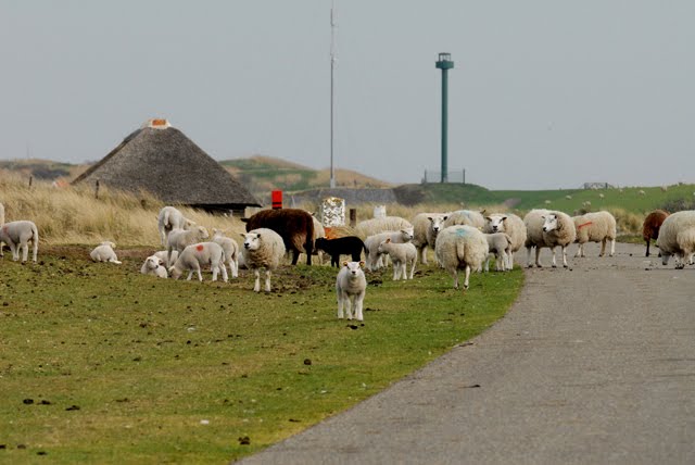 Schapen by Salko de Wolf