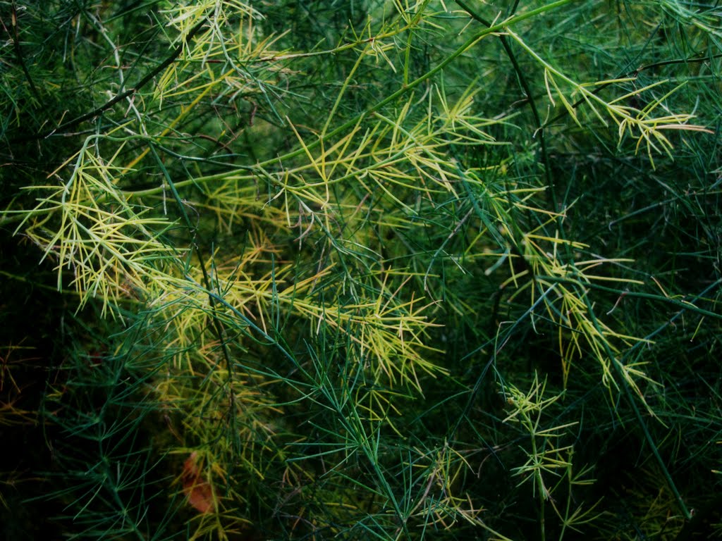 Listy chřestu na podzim (leaves of the Asparagus in the autumn) by Hana Koudelková