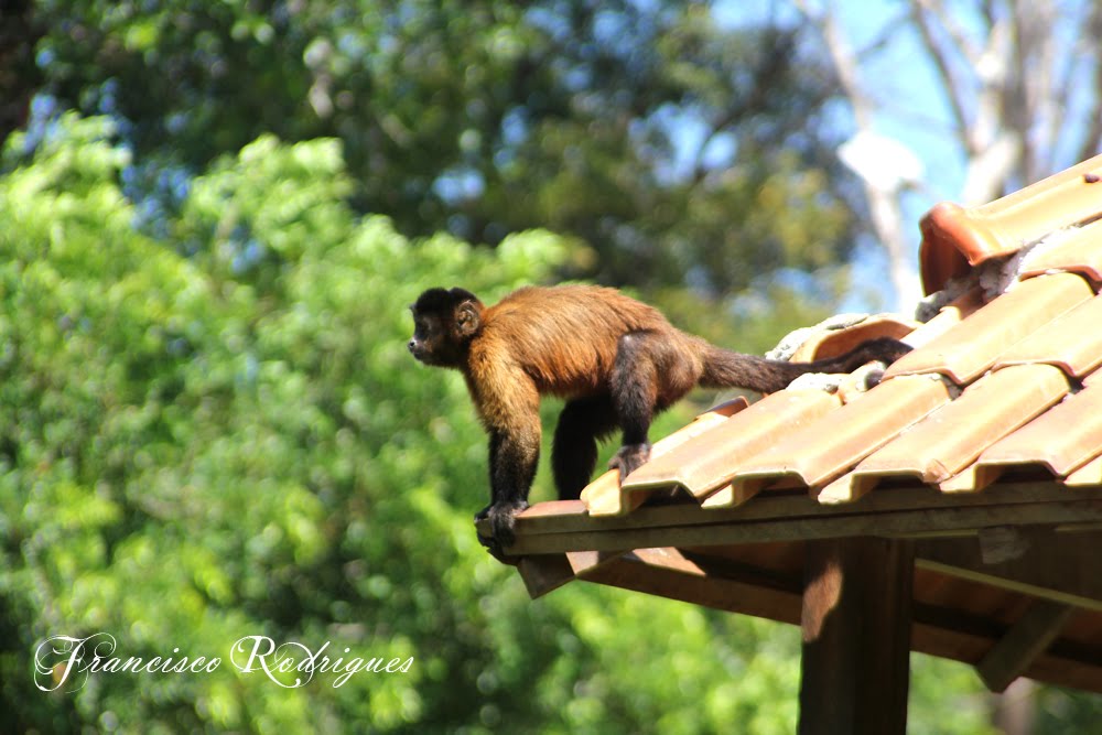 Macaco no telhado by Fco Rodrigues de sou…