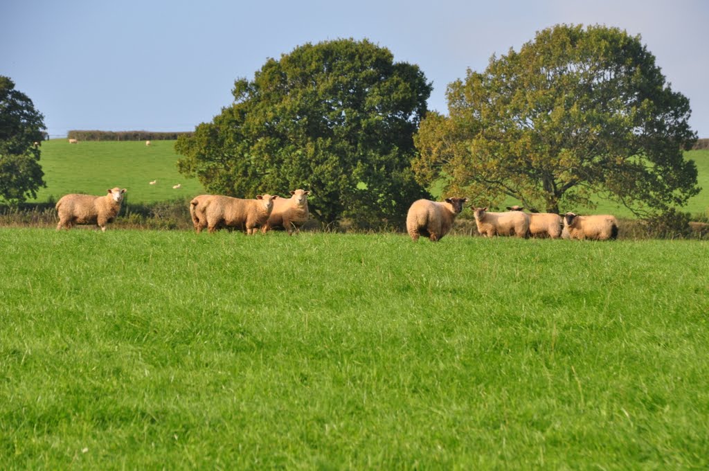 Mid Devon : Grazing Sheep by A Photographer