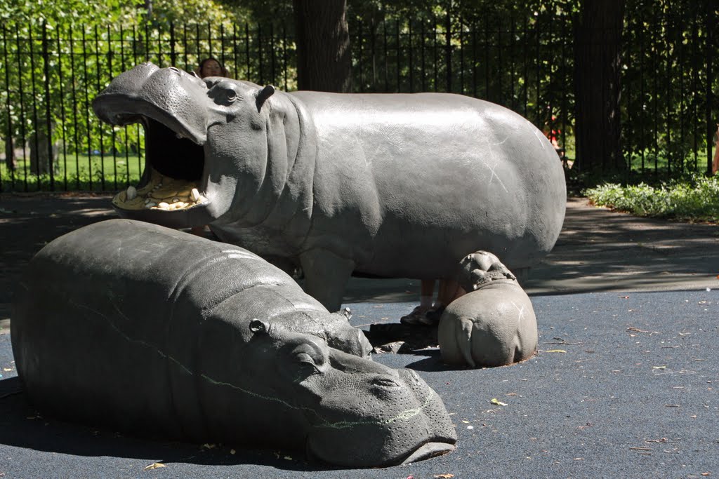 The Hippos up close by Stewart Seman