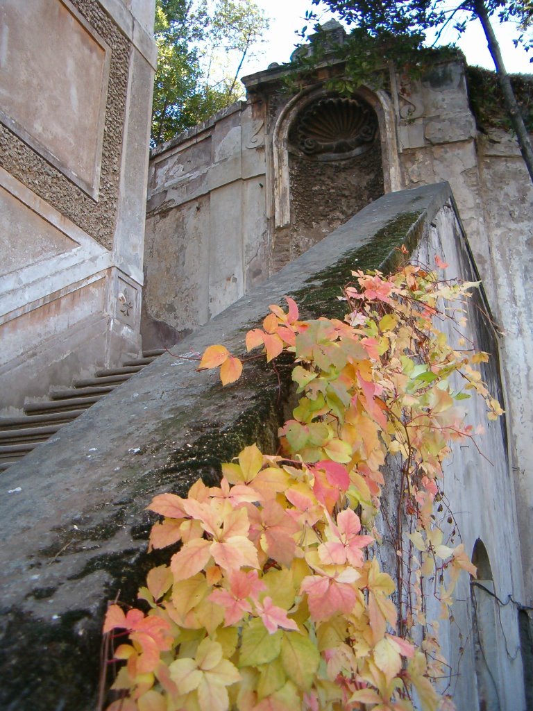 Roma, colle Palatino by Vincenzo Surace