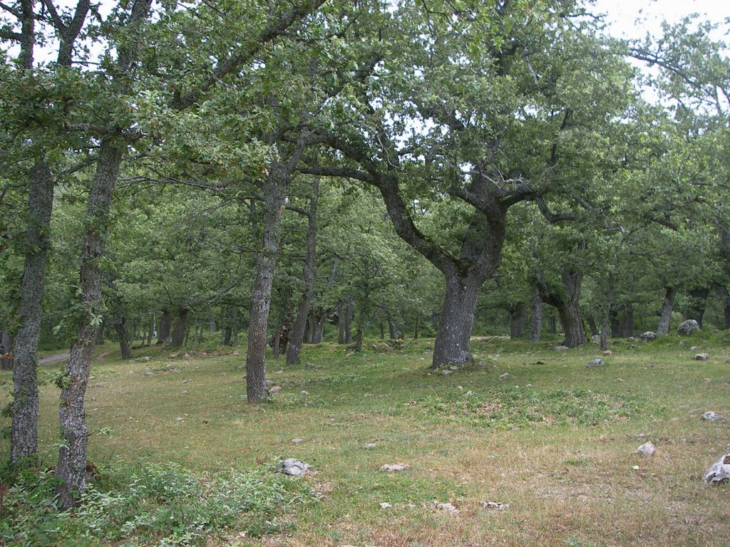 Robles centenarios en los alrededores by José Ramón Francia S…