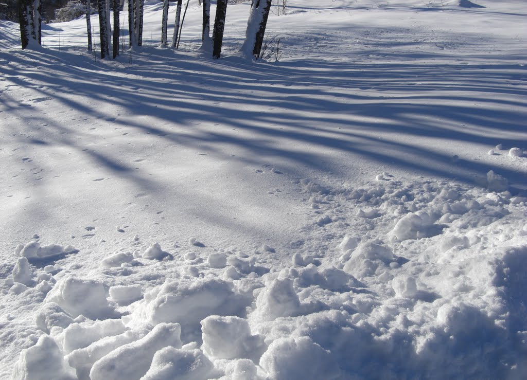 Shadows of the trees in the snow by Mona Lygre