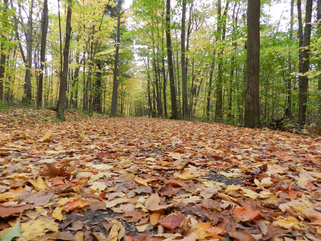 St-Bruno-de-Montarville, QC, Canada by neica nimeni