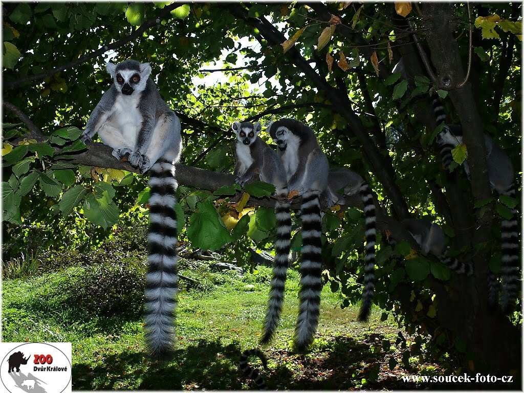 Lemur Kata - Zoo Dvůr Králové nad Labem by Karel Souček