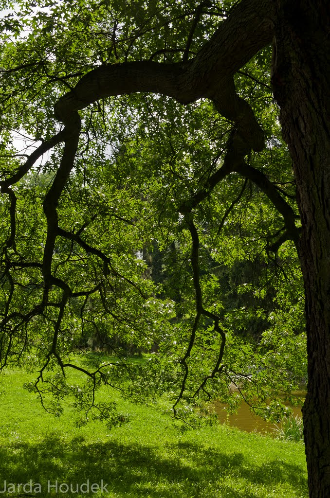 Průhonický zámecký park - větve by Jaroslav Houdek