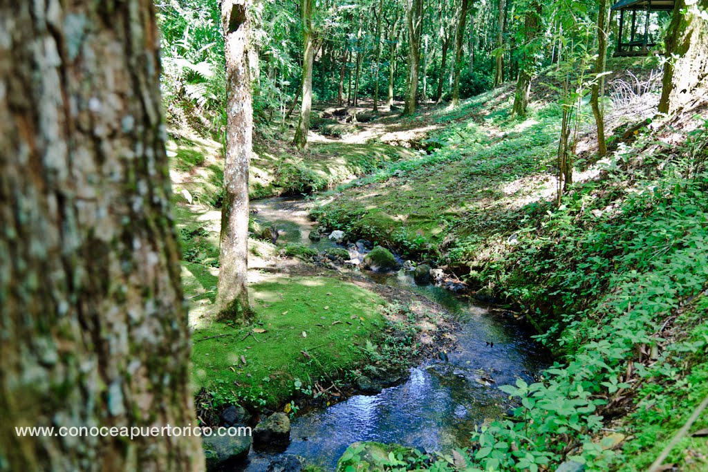 Río Arriba, Arecibo, Puerto Rico by Isaac Ruiz