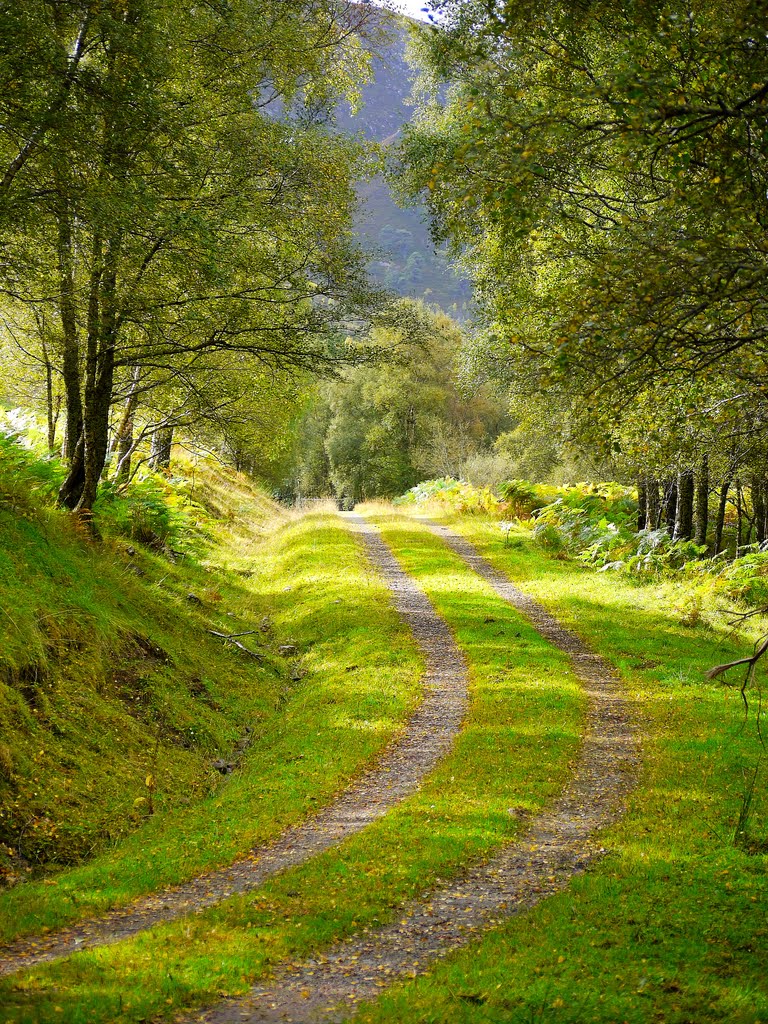 Away Through The Forest by Jutta Reuß (stardust…