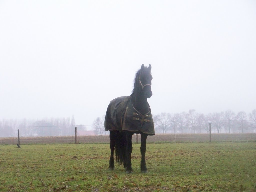 Horse-ghost by Ted Potters