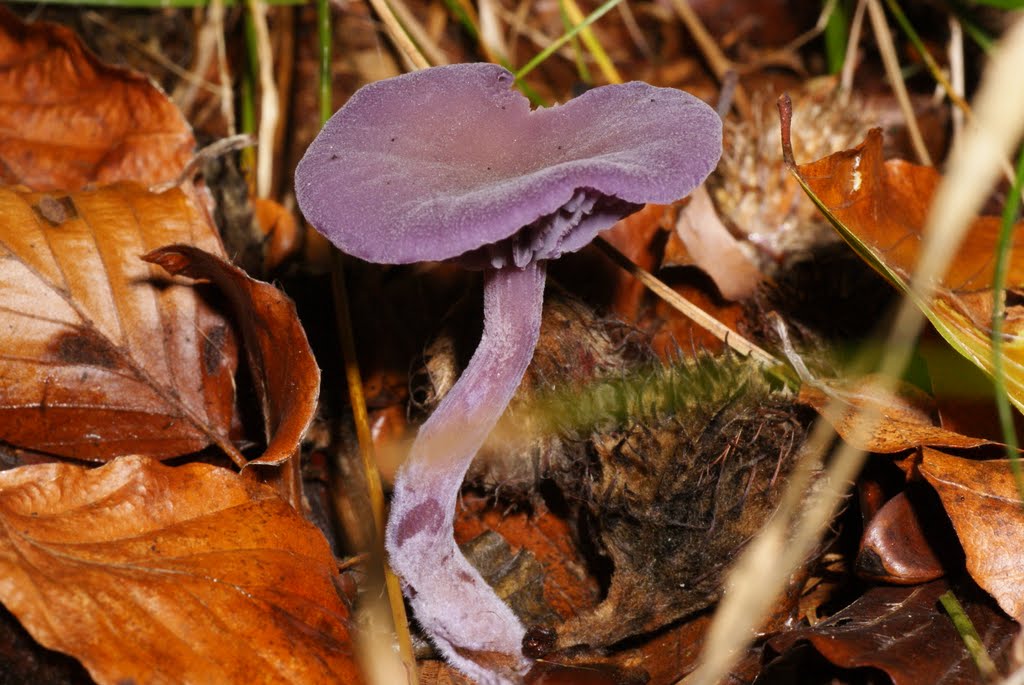 Clitocybe laqué améthyste (Laccaria amethystea) (edible) by glaurent