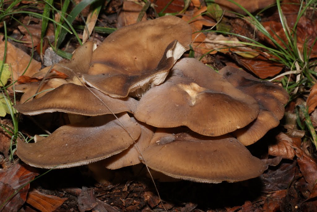 Tricholome agrégé (Lyophyllum decastes) (edible) by glaurent