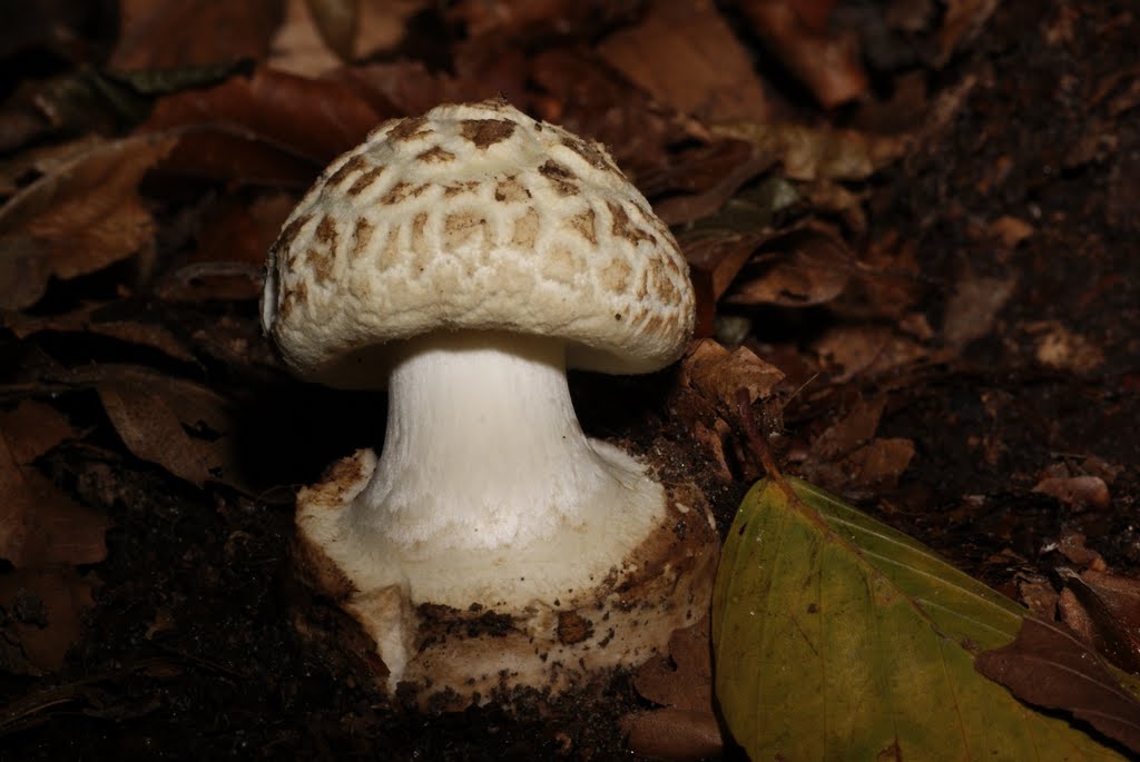 Amanite citrine (Amanita citrine, young specimen) (unpalatable) by glaurent