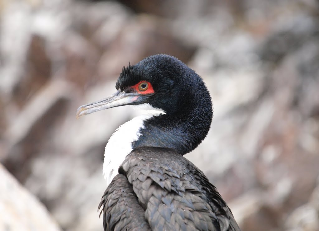 Cormorán. Detalle. by Agustin Carrillo