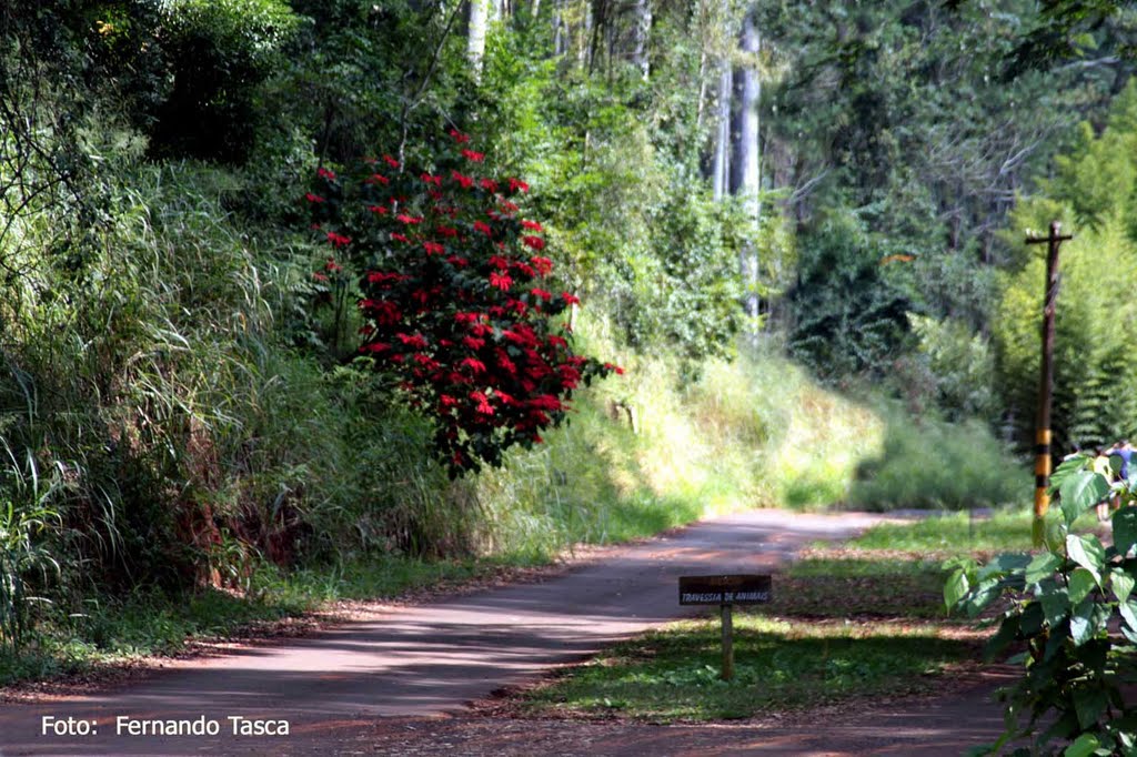 Chegada do Horto by Fernando Tasca