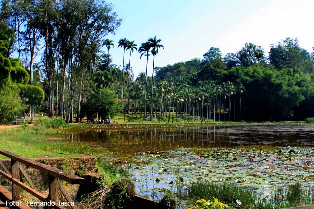 Lago e palmeiras by Fernando Tasca